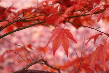 japanese maple
