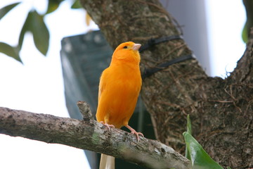 ORANGE CANARY