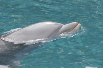 Fototapeta premium DOLPHIN IN THE OCEAN