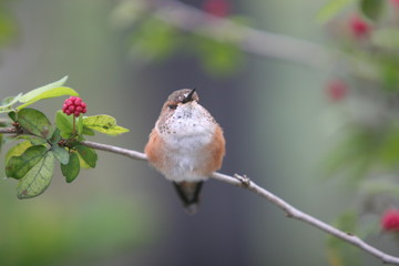 HUMMINGBIRD