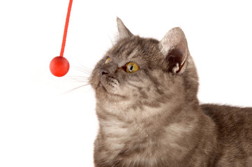 Katze