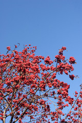 rowan-tree