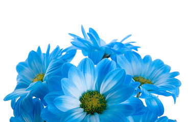 Blue flowers