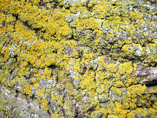 Old tree bark 