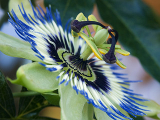 Fleur de passion