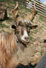 goat 9