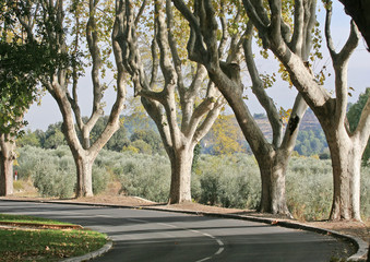 Platanes sur une route en Provence