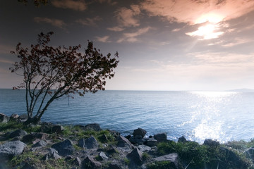 Naklejka na ściany i meble Drzewa i wschód słońca nad morzem Ten phote si w Balaton (Węgry)