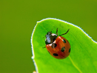 Coccinelle