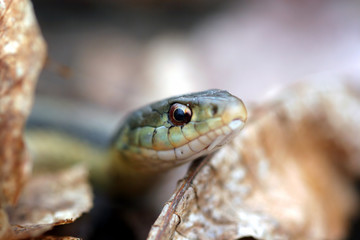 snake_eye