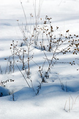 snow_in_field