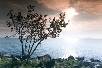 Tree and sunrise by the sea  This phote make in Balaton(Hungary)