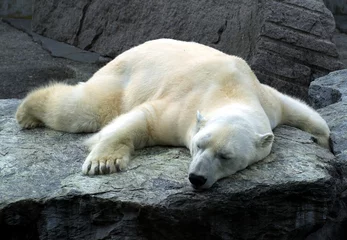 Foto auf Acrylglas Eisbär müder und schlafender Eisbär