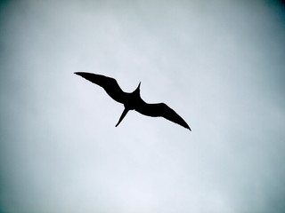 Bird silhoutte flying right