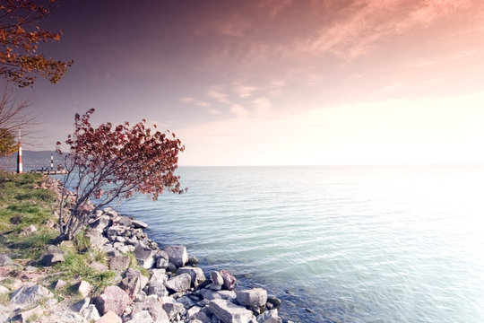 Tree and sunrise by the sea  This phote make in Balaton(Hungary)