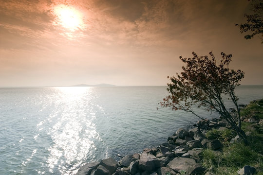 Tree and sunrise by the sea  This phote make in Balaton(Hungary)