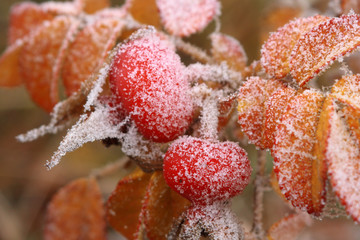 The first autumn hoarfrost on red fruits dogrose