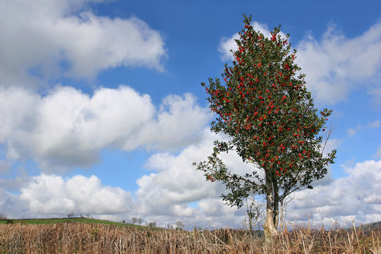 Holly Tree in Winter