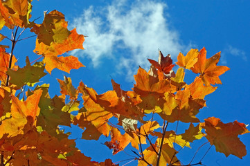 Leaves on a Sunny Day