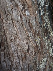 Tree Bark with Lichen Background