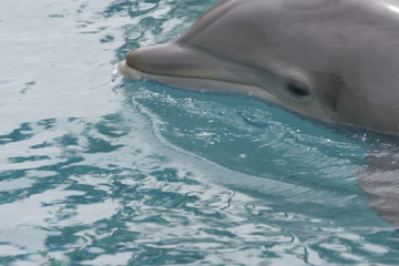 Obraz premium DOLPHIN RELAXING 