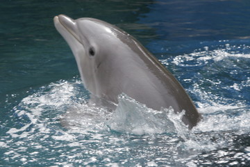 DOLPHIN IN MOTION