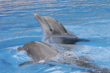 COUPLE LOVE AFECTIONATE DOLPHINS