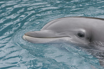 Obraz premium LOVING TO SMILE DOLPHIN