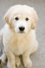 Obraz premium Puppy Golden Retriever