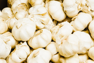 Garlic for Sale