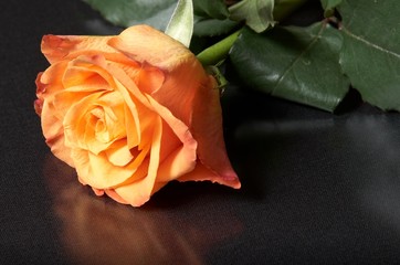 orange rose
