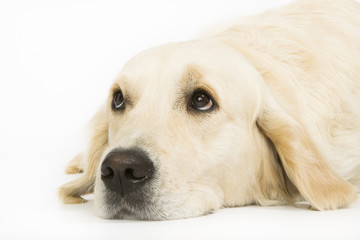 Dog on white