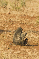 Baboon with cub