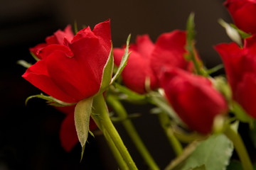 red roses