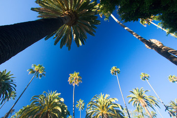 California palm trees