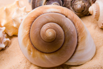 Marine shells