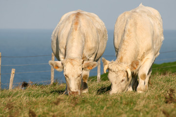 vaches sur les falaises d'Etretat