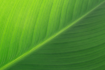 Green lily leaf
