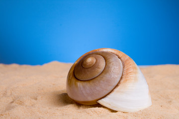 Shell