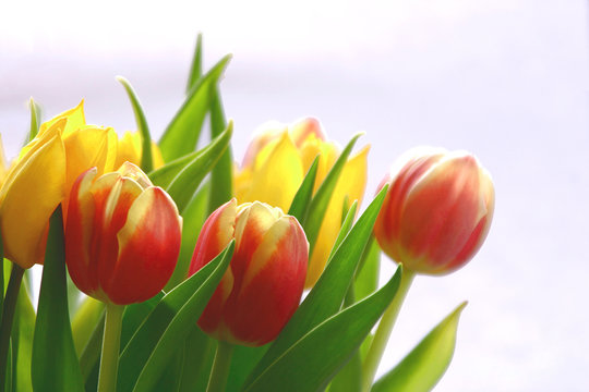 Frühling - Tulpen im Gegenlicht