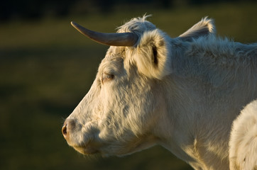 cow