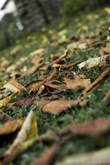 feuilles mortes en automne sur gazon jardin jardinage maison