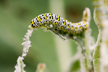 chenille ver a soie nature écologie batisseur vert jaune macro
