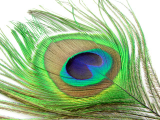 Peacock`s feather