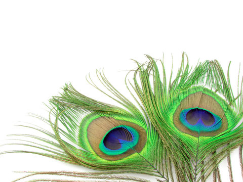 Fototapeta Peacocks feather