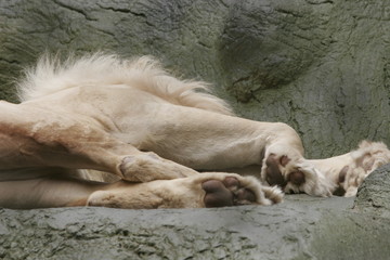 Fototapeta premium SLEEPING LION 