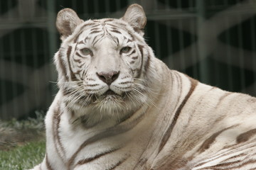 WHITE TIGER