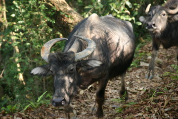 Obraz premium Ox