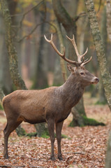 Naklejka na ściany i meble Cerf