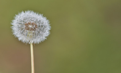 Dandelion puff